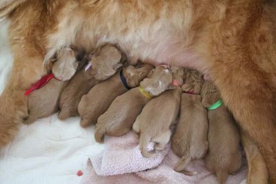 Blue Ivy - Puppies 2025