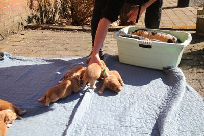 McKenzie & Blue Ivy puppies - Common pictures