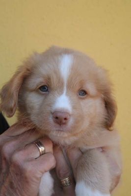 McKenzie - Puppies 2025