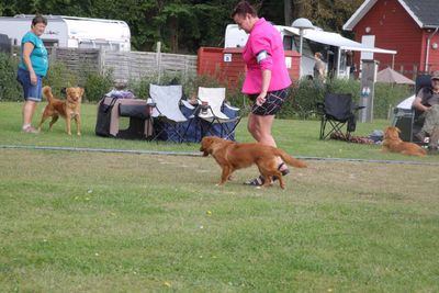 Dog Show, Sklskr, 31.08.2025