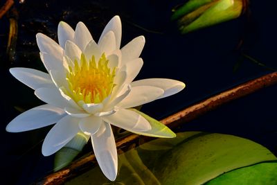 Water Lily 1