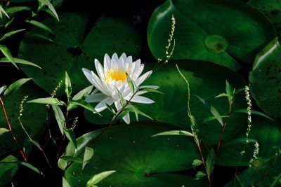 Water Lily 3