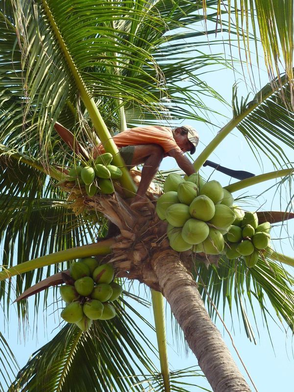 cocos2.jpg