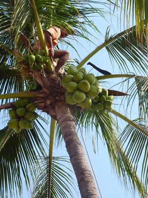 cocos1.jpg