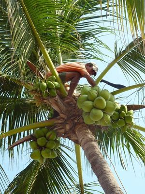 cocos2.jpg