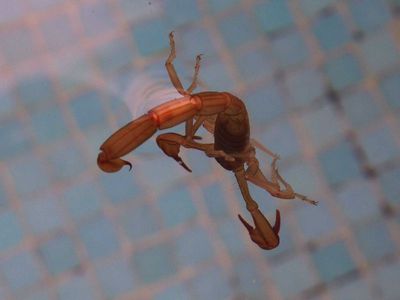 Scorpian.jpg