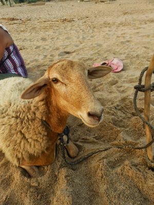 sheep at the beach 002-edited.JPG