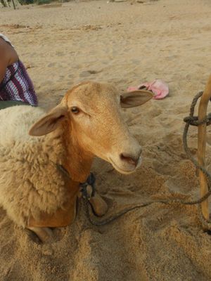 sheep at the beach 002.JPG