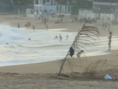 sheep at the beach 009.JPG