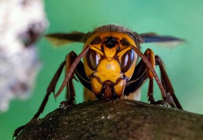 Hornet