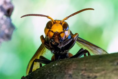 Hornet