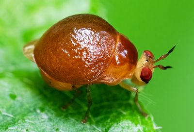Celyphid Beetle Fly