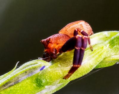 Crab Spider (Family Thomisidae)