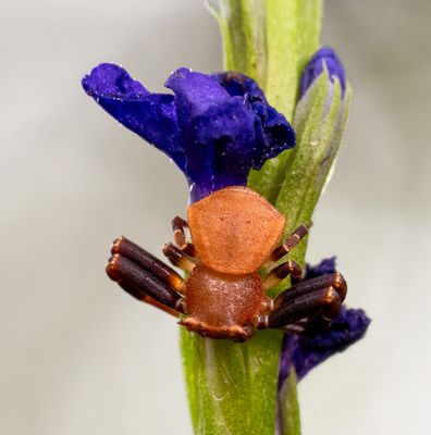 Crab Spider (Family Thomisidae)