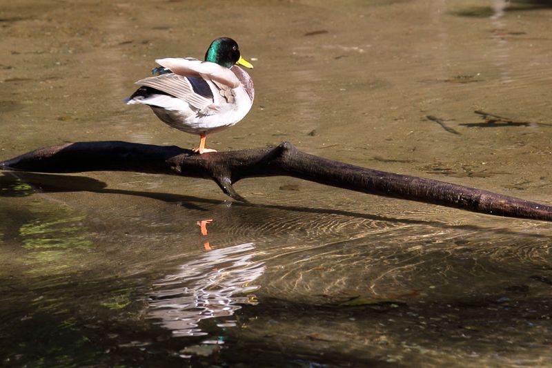 Saddle River Pathway