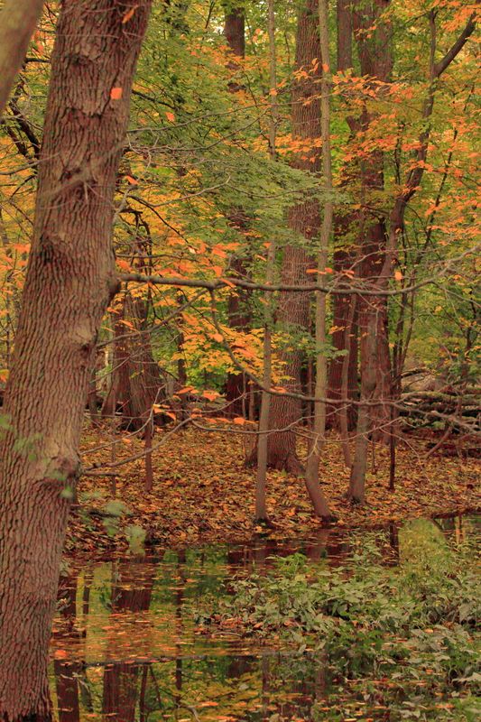 Saddle River Pathway
