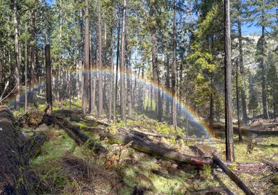Nevada Rainbow
