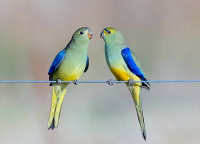 Blue-winged Parrot (juv. and adult)