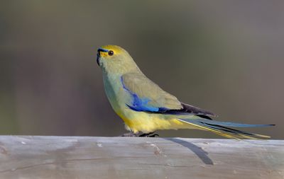 Blue-winged Parrot