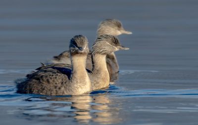 Hoary-headed Grebe