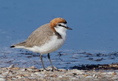 Red-capped Plover (male)