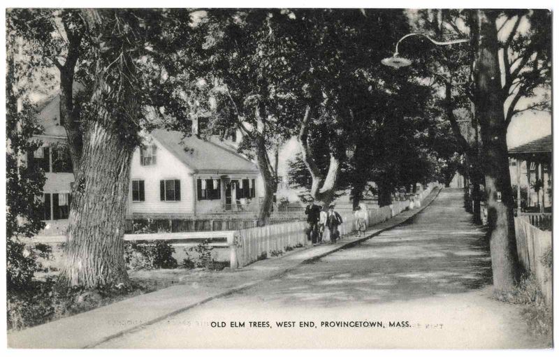 Old Elm Trees, West End, Provincetown, Mass..jpg