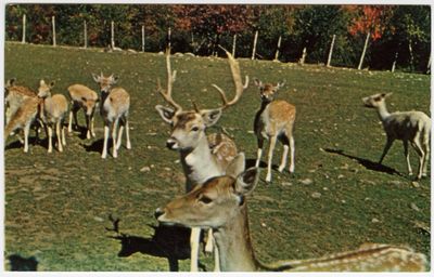 Deer Farm at Jacob's Ladder Summit