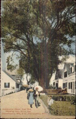 Commercial Stret, West End showing large willow tree ebay.jpg