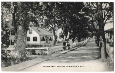 Old Elm Trees, West End, Provincetown, Mass..jpg