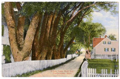 Willow Trees, West End, Provincetown, Mass..jpg
