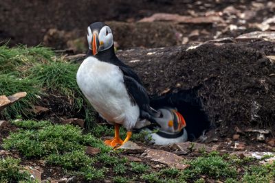 Atlantic Puffin