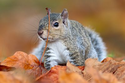 Wildlife of Western Canada