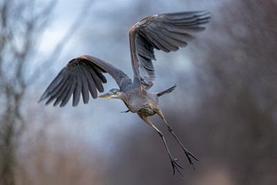 Heron