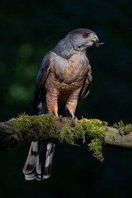 Birds of Western Canada