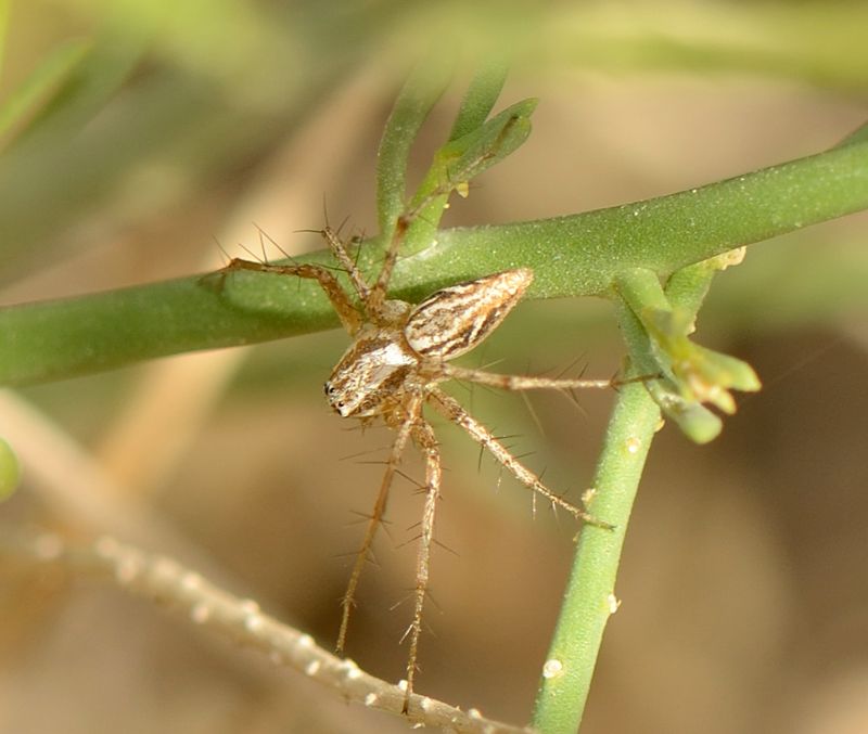 1. Oxyopes cf. badhyzicus (Mikhailov & Fet, 1986)