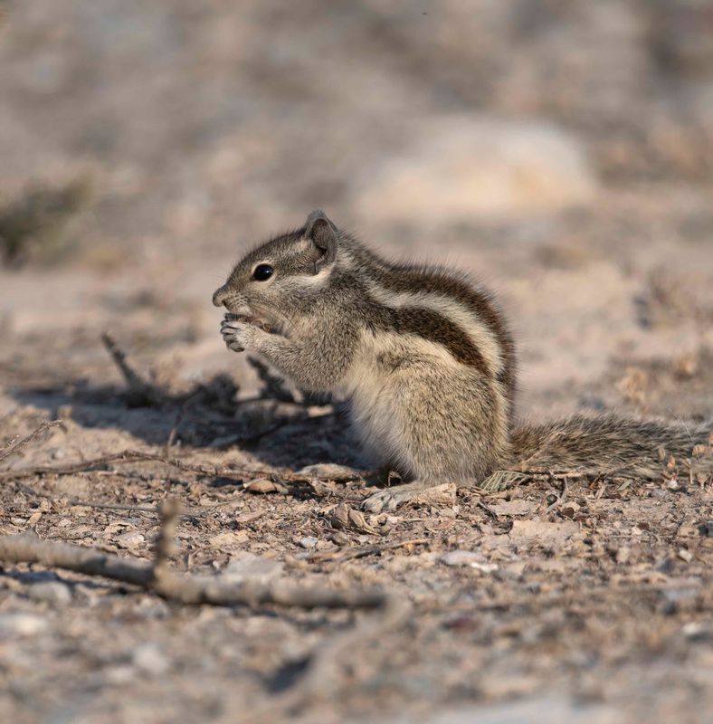 3. Funambulus pennantii (Wroughton, 1905) - Five-striped Palm Squirrel