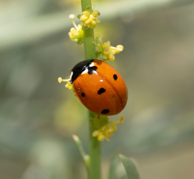 2. Coccinella septempunctata (Linnaeus, 1758)