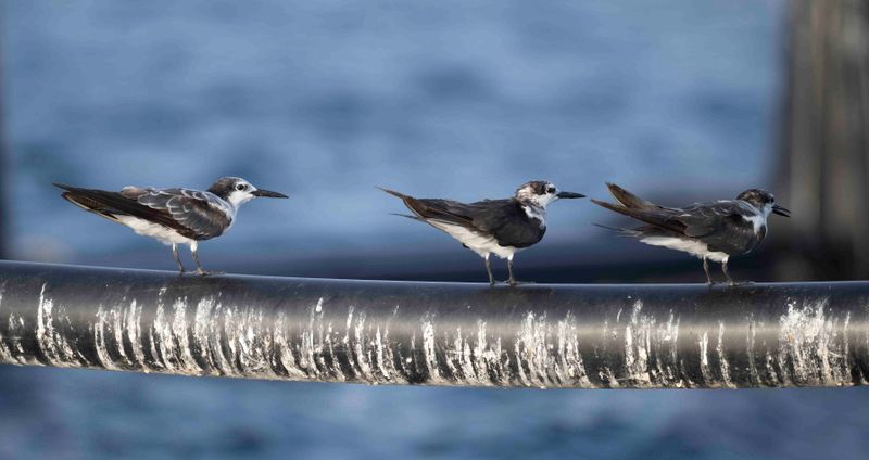 13. Bridled Tern - Onychoprion anaethetus