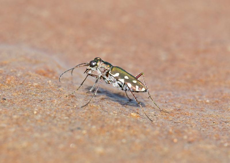 1. Cicindela (Calomera) aulica aulica (Dejean, 1831)