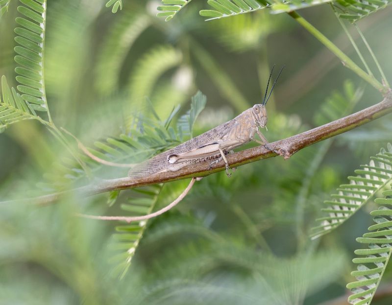 2. Anacridium melanorhodon arabafrum (Dirsh, 1953)