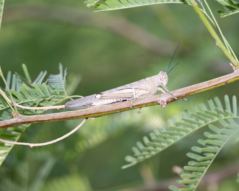 2. Anacridium melanorhodon arabafrum (Dirsh, 1953)