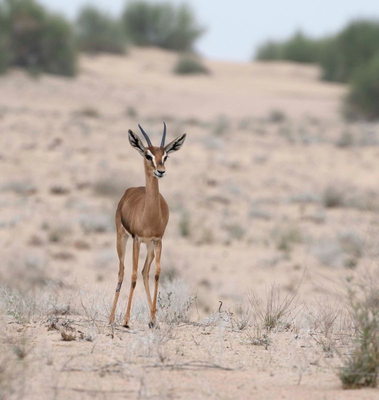 2. Arabian Gazelle (or Mountain Gazelle) - Gazella gazella