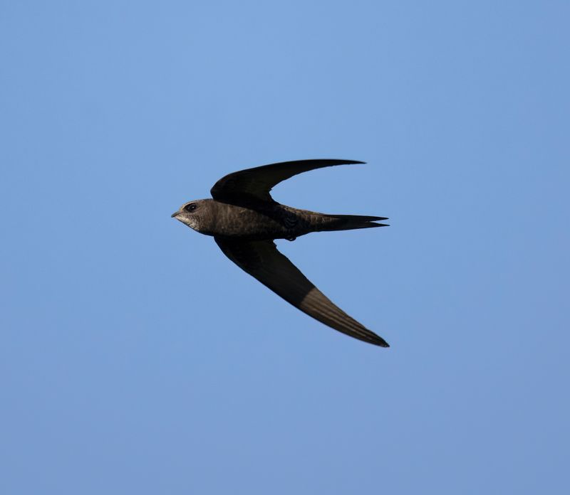 2. Common Swift - Apus apus pekinensis