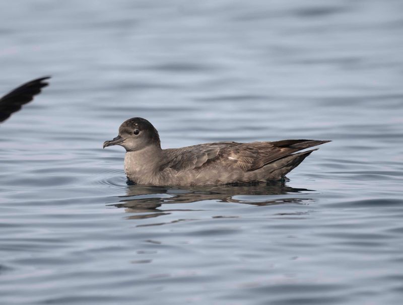7. Short-tailed Shearwater Ardenna tenuirostris