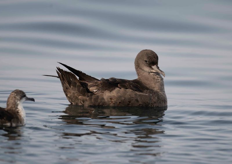 2. Sooty Shearwater - Puffinus griseus