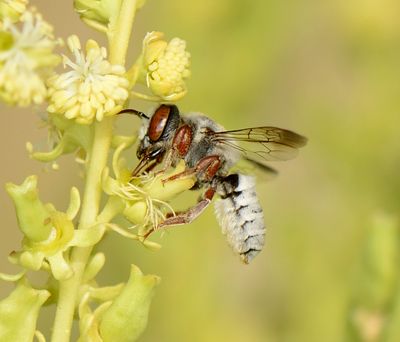 7. Megachile (Pseudomegachile) flavipes (Spinola, 1838)