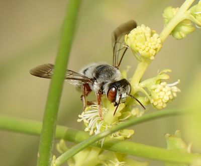 7. Megachile (Pseudomegachile) flavipes (Spinola, 1838)