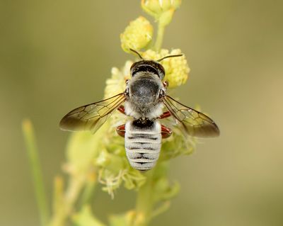 7. Megachile (Pseudomegachile) flavipes (Spinola, 1838)