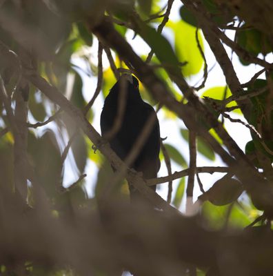 3. Asian Koel - Eudynamys scolopaceus