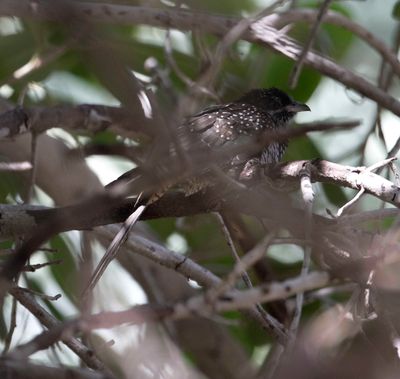 3. Asian Koel - Eudynamys scolopaceus